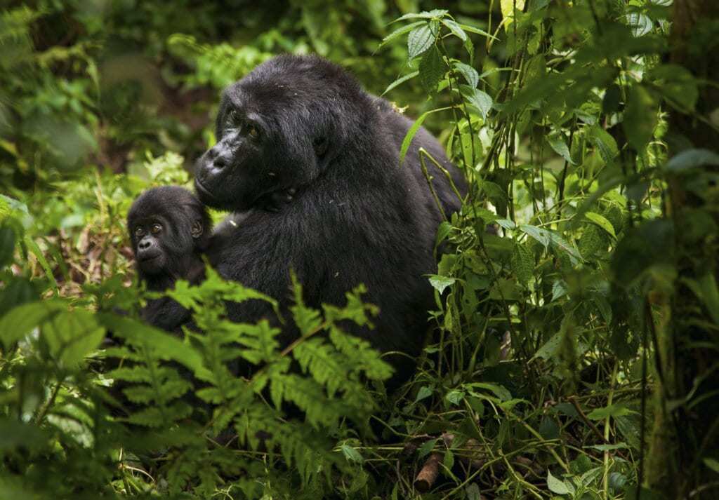 Mountain gorilla and juvenile, Volcanoes National Park, Rwanda