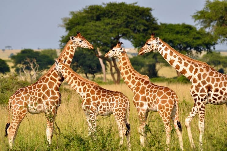 Giraffes in the wild