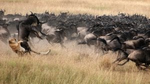 a leopard catches a bufallo during a wildbeest migration in Serengei and Masai Mara