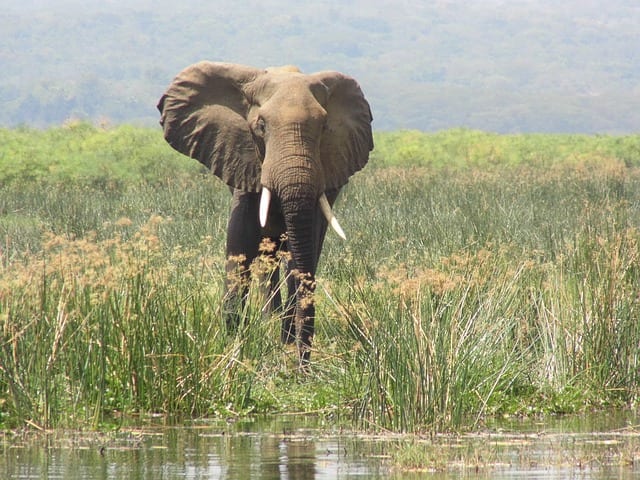 Elephant at Murchison Falls