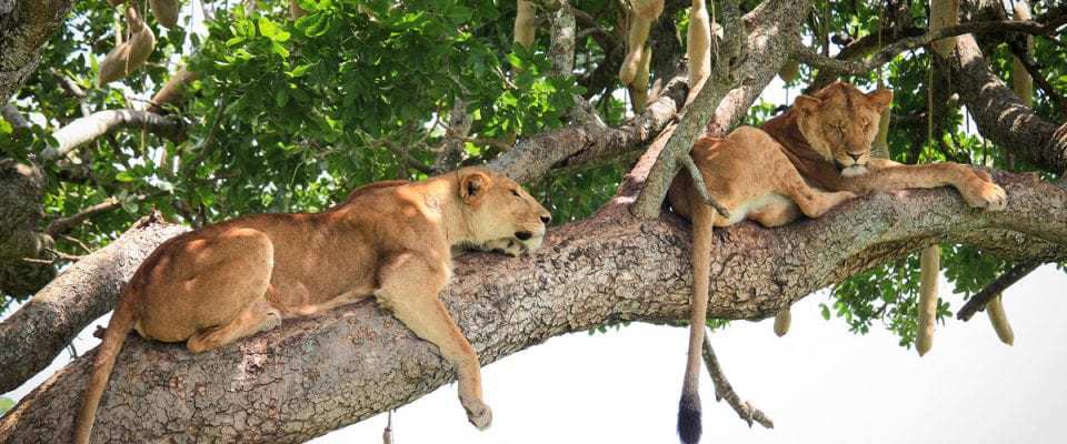 Tree Climbing lions in Kidepo