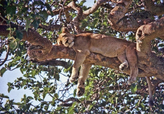 Tree Climbing Lions Resting
