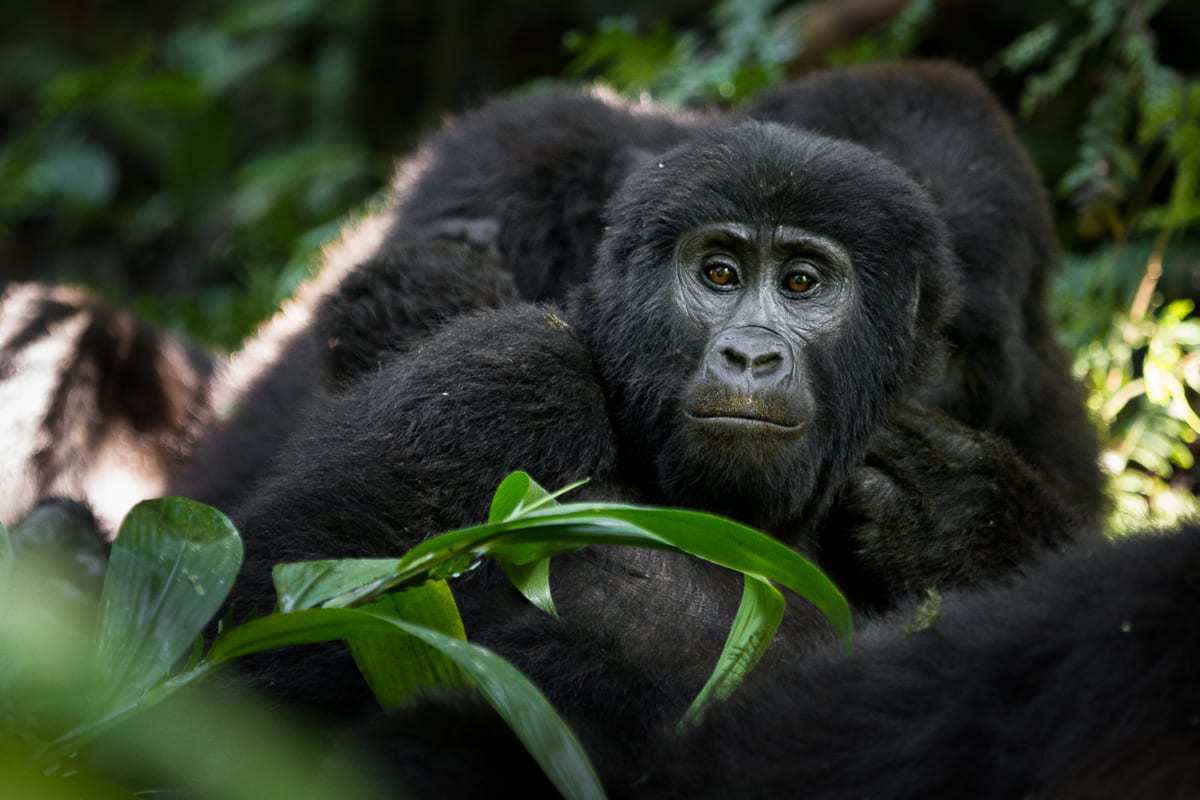 Gorilla in Bwindi N.P